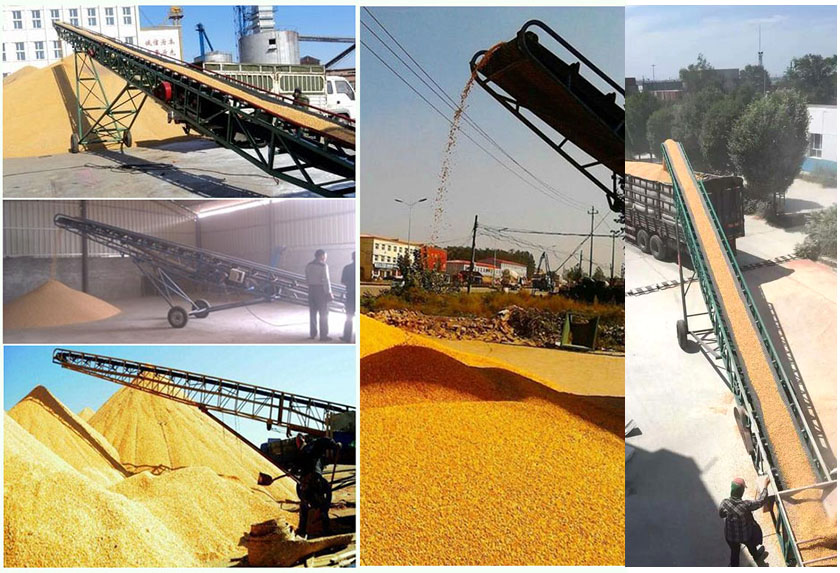 Grain belt conveyor conveys wheat, corn, rice and other grains on site